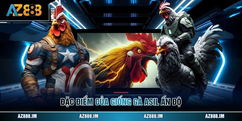 Đặc điểm của giống gà Asil Ấn Độ