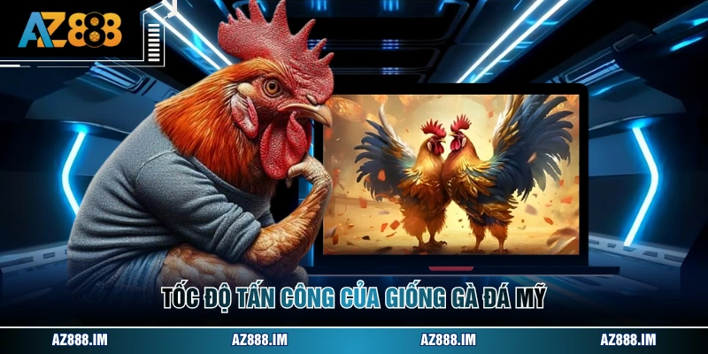 Tốc độ tấn công của giống gà đá Mỹ